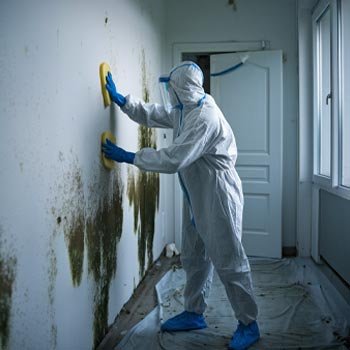 Chicago Mold Remediation